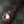 Squier SPB-50 