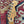 Pre-Loved Fender FSR Player Stratocaster HSS, Shell Pink