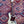 Pre-Loved Vintage V49 Coaster Series Bass
