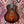 Tanglewood Winterleaf Exotic TWX1EK